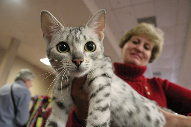 Photo: Anya, a 7-month-old silver Egyptian Mau kitten owned by Carol Babel, Ra's Abi Cattery - MYESHA GOSSELIN