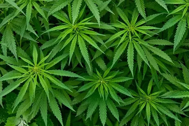 Pipe Dream? Bill Envisions Vermont Pot Lounges, Stores