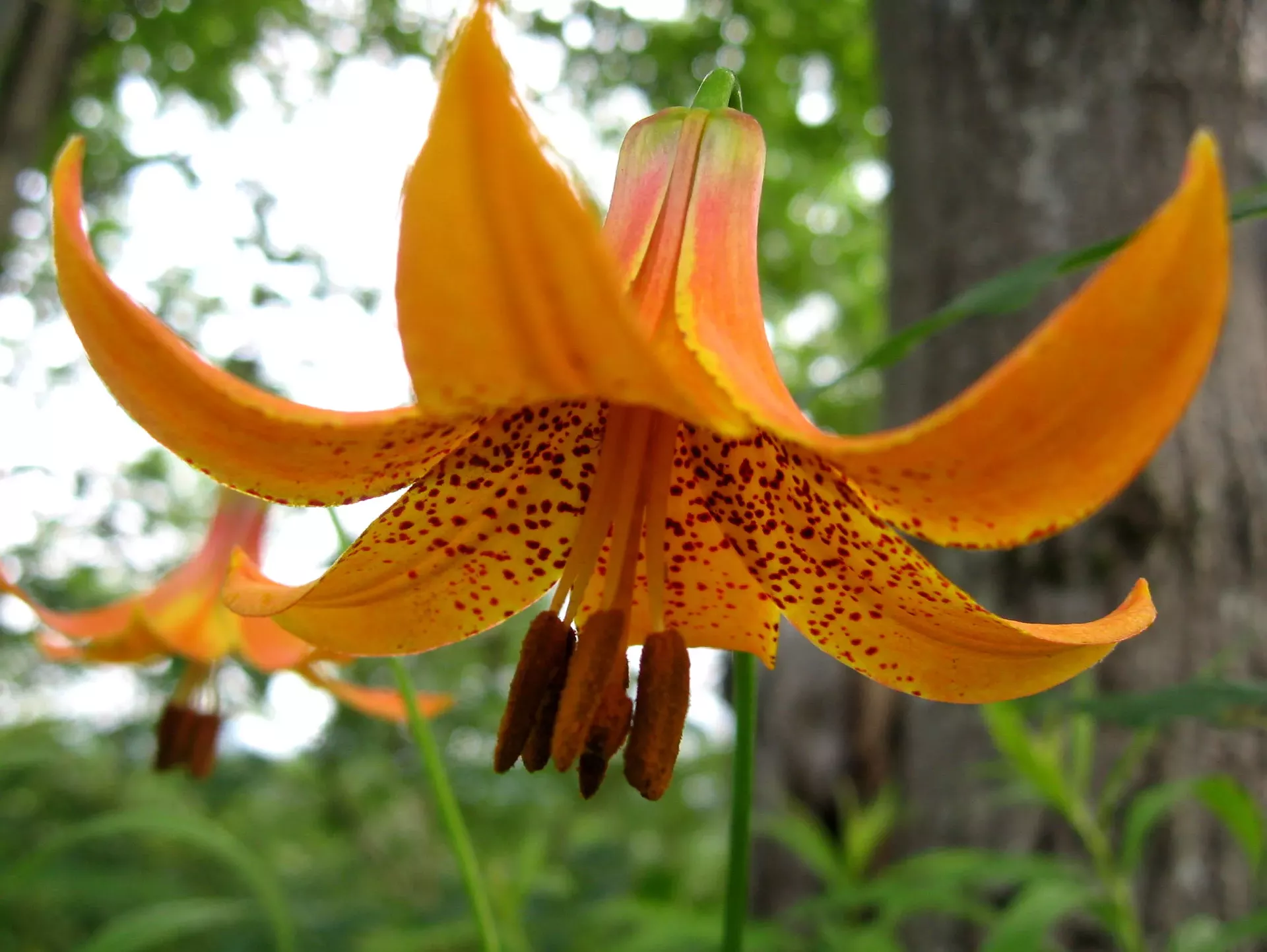 Canada lily