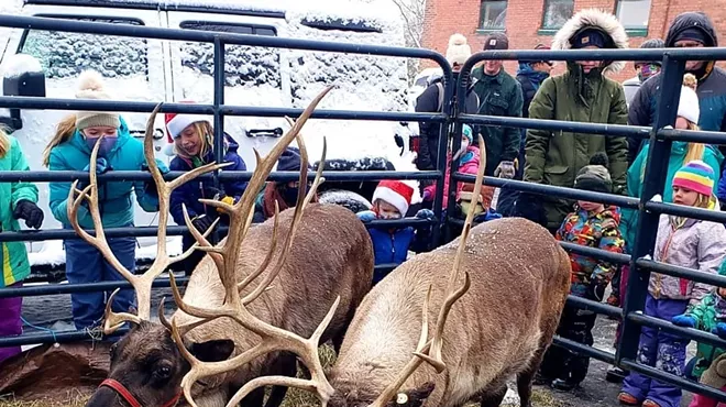 Image: Reindeer Rendezvous: Real Reindeer in Waterbury Village