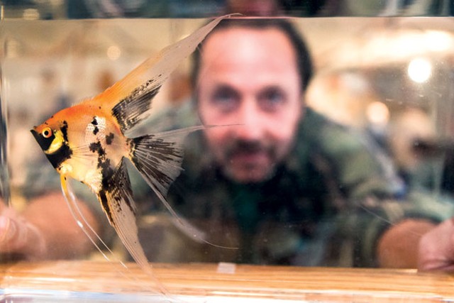 Richard Maxwell of Burlington looks through a tank at an orange koi angelfish.