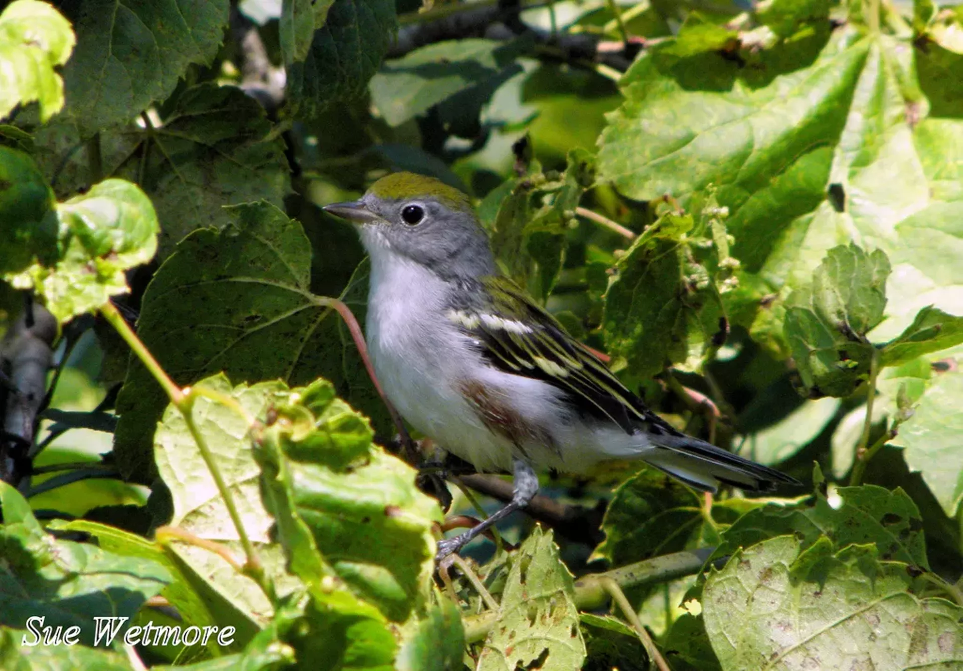 chestnut-sided_warbler2.webp