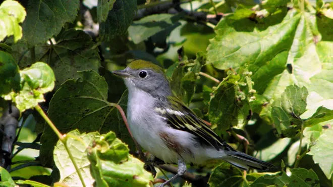 Image: Rutland County Audubon & Slate Valley Trails Birdwatching Walk