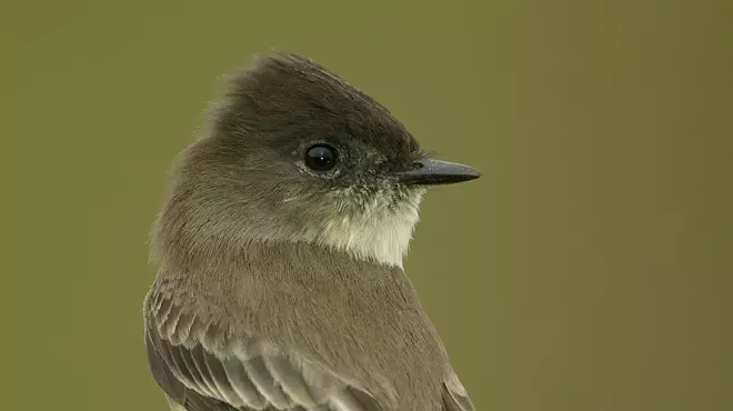 Image: Rutland County Audubon Annual Meeting