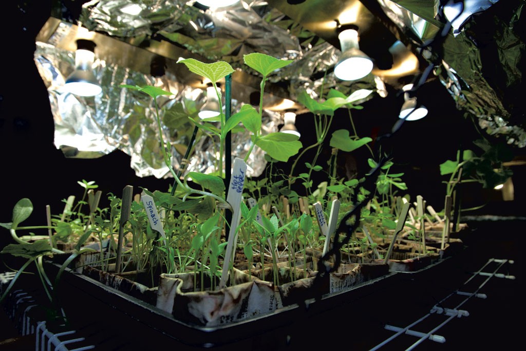 Seedlings sprouting under artificial light - MATTHEW THORSEN