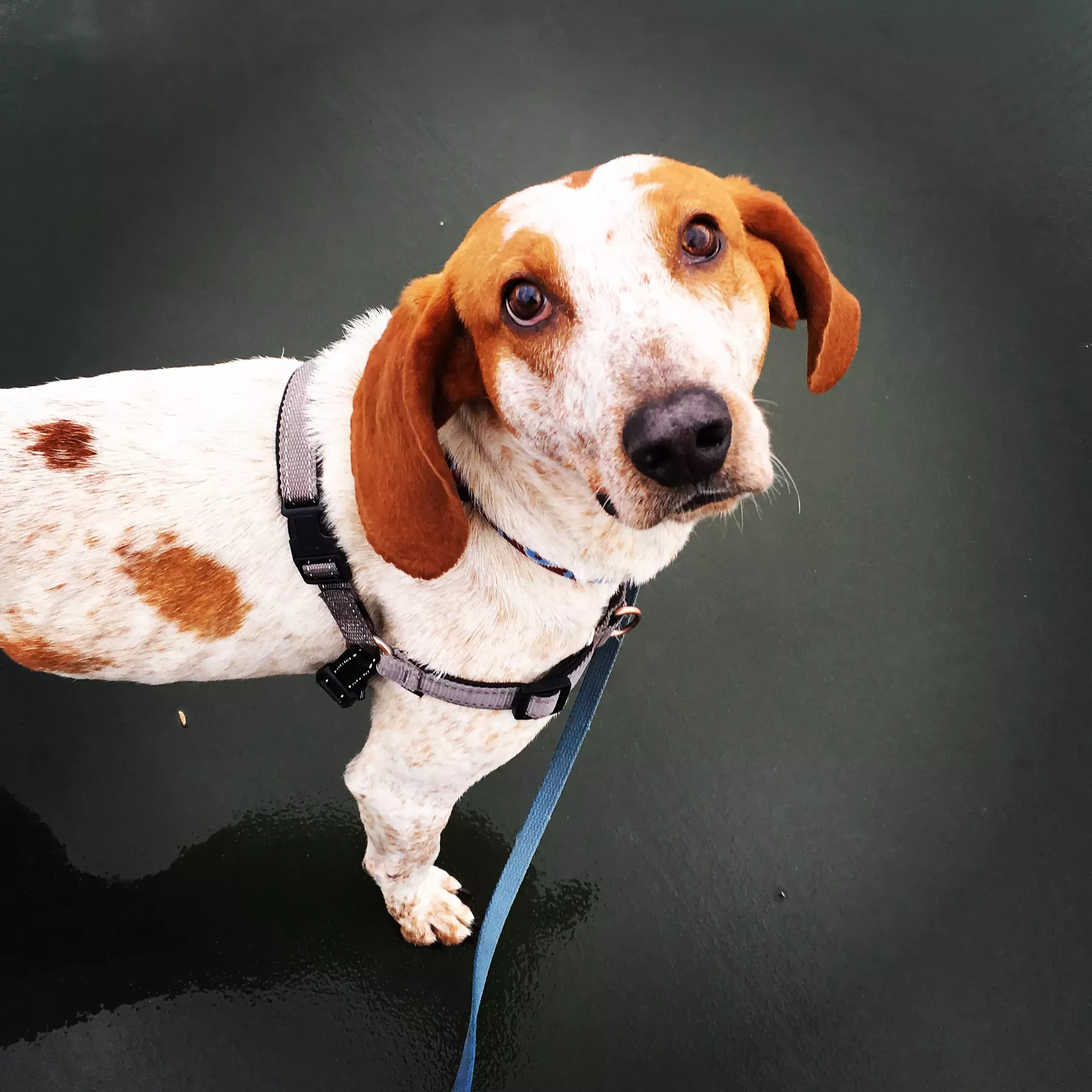 Alfred the Hound