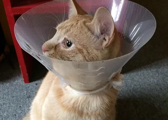 Send Funny Cat Video Now!