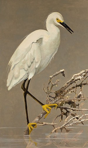 COURTESY OF JUDITH VIVELL - "Snowy Egret"