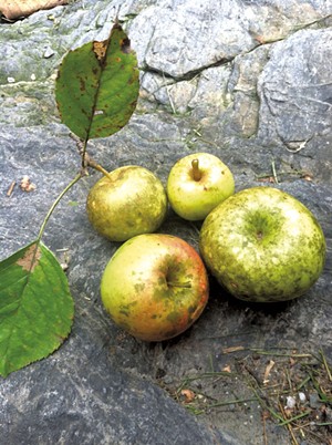 Specimens from Shacksbury's Lost Apple Project - COURTESY OF SHACKSBURY CIDER