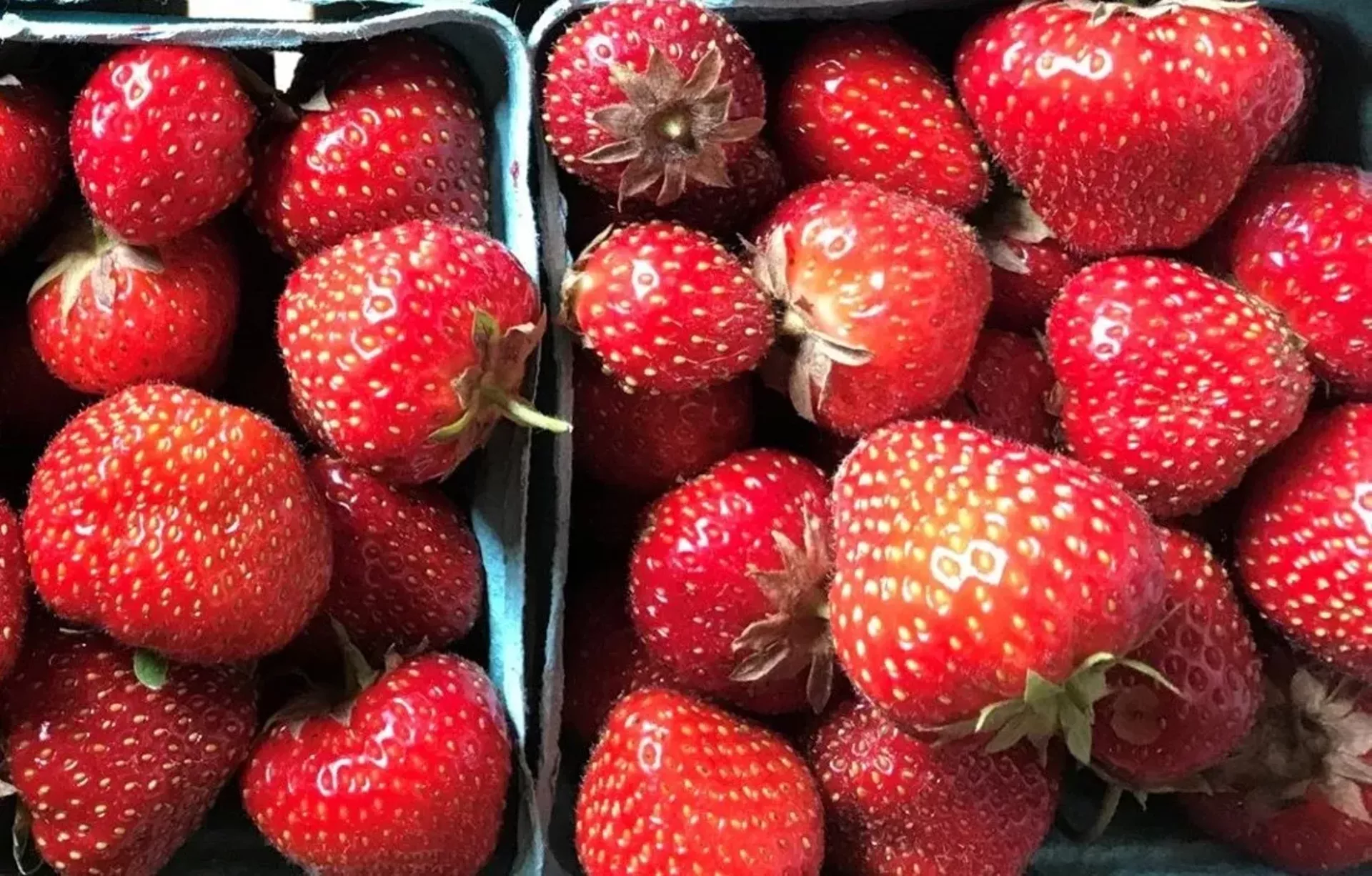 strawberryfest.webp