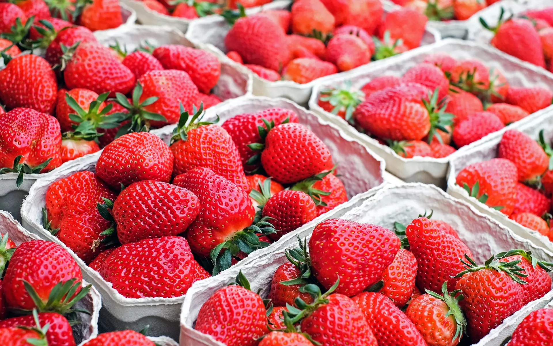 strawberry_festival_1.webp