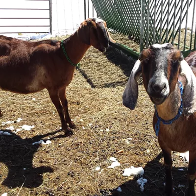 Image: Sugar High! Goat's Milk Caramels From Big Picture Farm