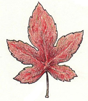 food-maple-leaf.jpg