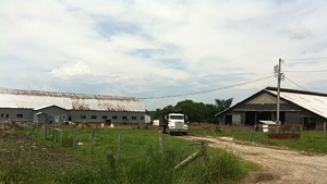 The Quesnels&#8217; dairy farm in Salisbury. Workers lived in the bunkhouse in the middle of the barn.