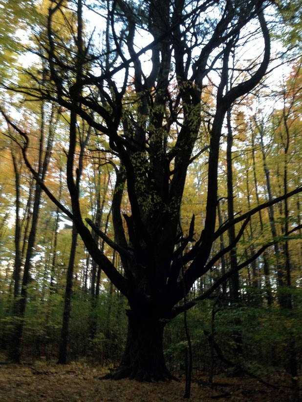 The Red Rocks Wolf Tree