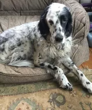 Image: Therapy Dog Mick Visit