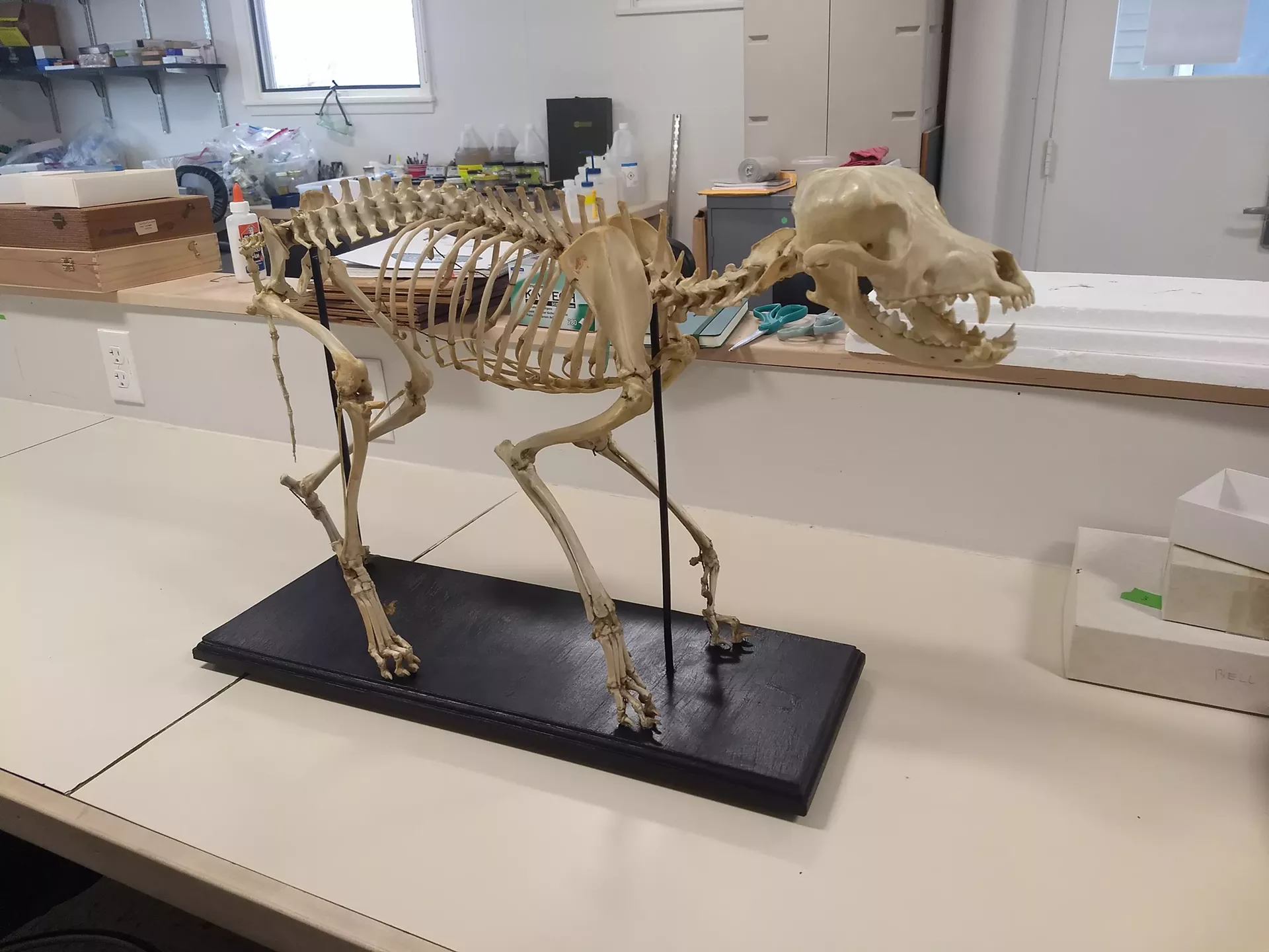 skeleton.webp