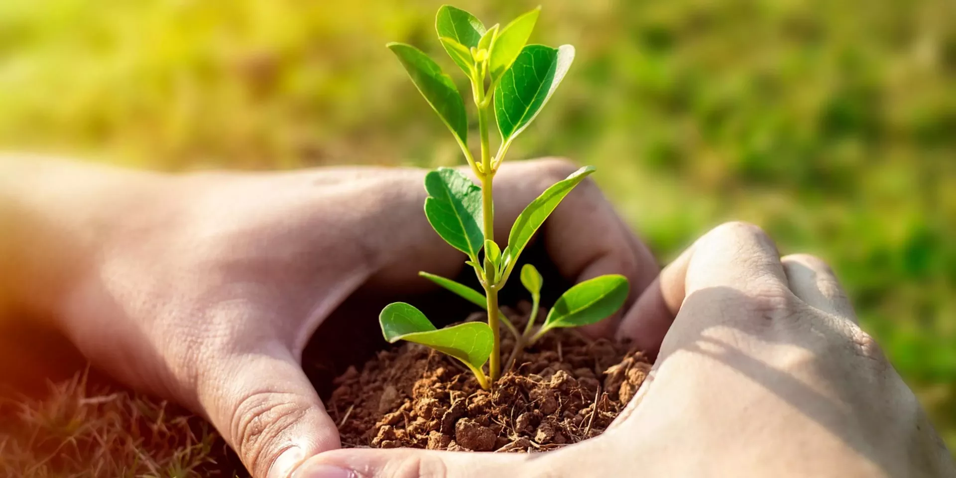tree-planting-event-calendar.webp