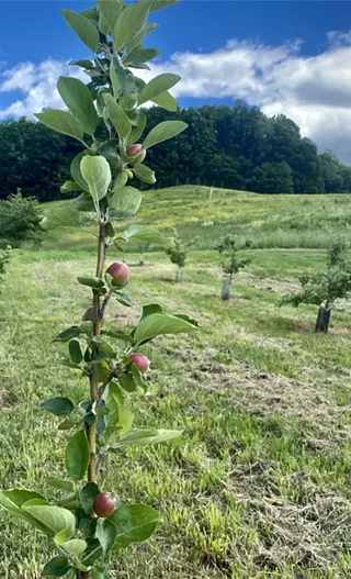 Image: Tree Sale