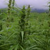 Québec Unveils Marijuana Legalization Plan