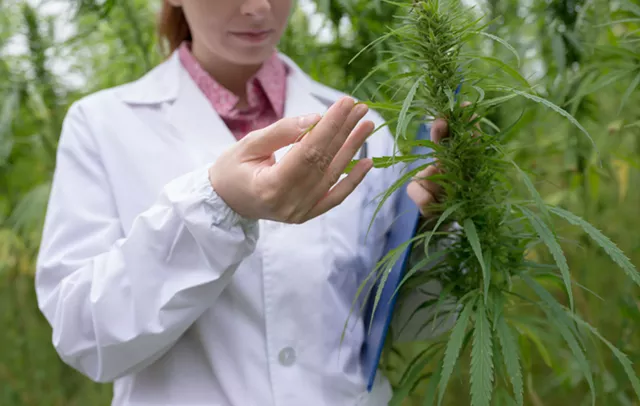 Massachusetts to Hire a Cannabis Inspector