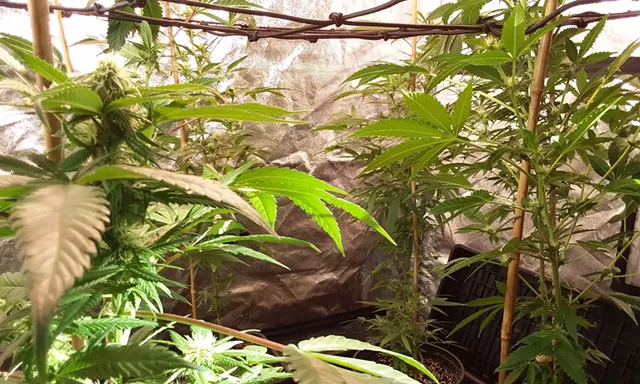 A Class Proves That Growing Cannabis Is Anything But Simple