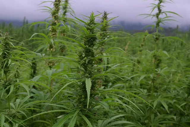 Qu&eacute;bec Unveils Marijuana Legalization Plan