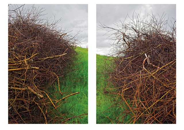 "Apple Pruning Brush Piles in Spring Rain, Putney, VT" by Brent Seabrook