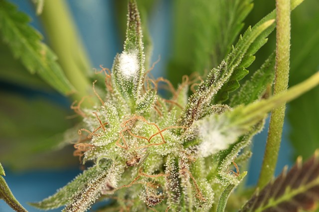 White mold on a cannabis plant - OLEGMALYSHEV | DREAMSTIME.COM
