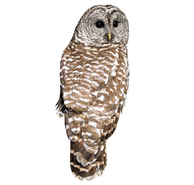 Barred owl - &copy; W. SCHLAEGER | DREAMSTIME.COM