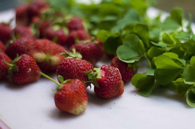 Strawberries and wood sorrel - HANNAH PALMER EGAN