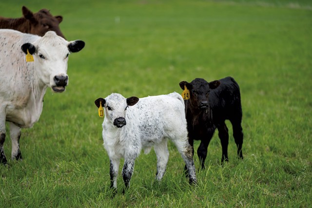 Calves and cows at Health Hero Farm - DARIA BISHOP