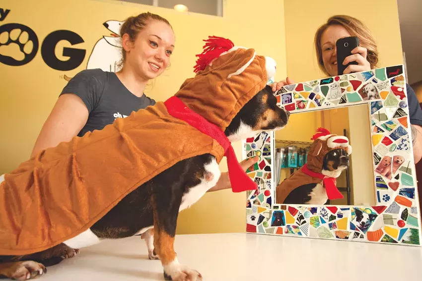 Best pet daycare