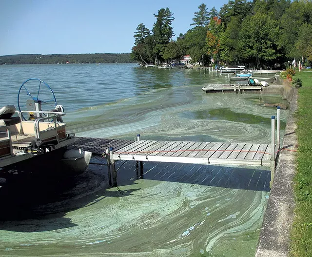 Toxic Algae Bloom in Private Vermont Pond Kills Dog, Puppy