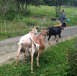 Annalise Morvan leading the goats to the milking barn - STACEY BRANDT