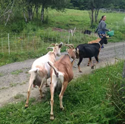 Seconds of Summer: Goat Appreciation at Green Mountain Girls Farm