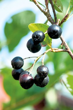 Remarkable Berries to Grow in Vermont