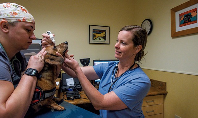 Dr. Sarah Hoy (right) and veterinary technician Marie Ploof  preparing Ralphie, an 8-year-old dachshund, for an  eye ultrasound before cataract surgery - GLENN RUSSELL
