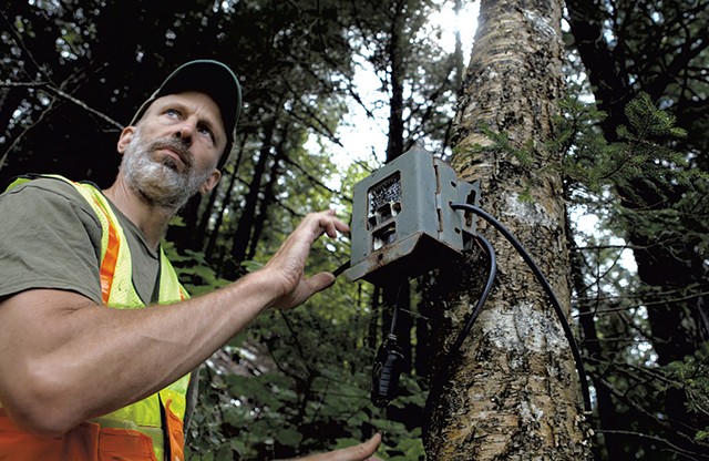Paul Marangelo checking a wildlife - camera by the Wild Branch in Wolcott - KEVIN MCCALLUM