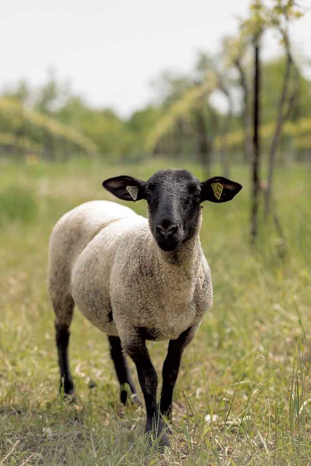 Sheep at Shelburne Vineyard - FILE: OLIVER PARINI