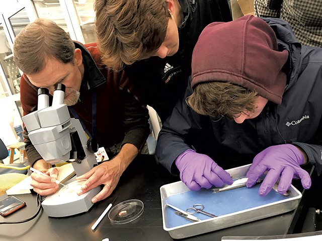 Dissecting smelt at the University of Vermont - COURTESY OF DOV STUCKER