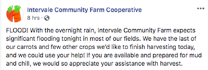 Volunteers Aid Intervale Farms With Emergency Flood Harvests
