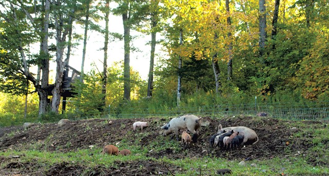 Pastured pigs at Sugar Mountain Farm - HANNAH PALMER EGAN