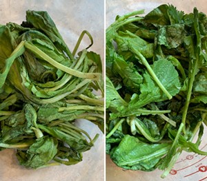 Radish greens before (left) and after a cool soak - MELISSA PASANEN