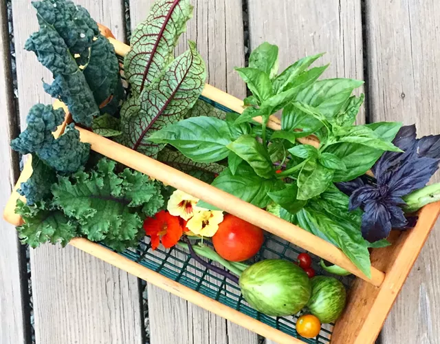 Master Gardeners Help Food-Insecure Vermonters Plant Victory Gardens