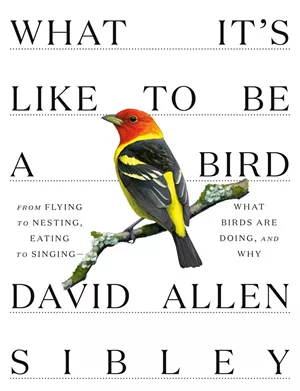 Quarantine Book Club: Reading Recommendations From the Flying Pig Bookstore