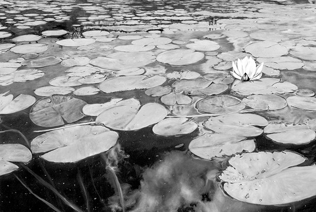 "Wolcott Pond in Bloom" - GABRIEL TEMPESTA