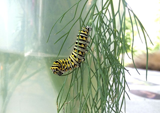 An eastern black swallowtail caterpillar - ELIZABETH M. SEYLER