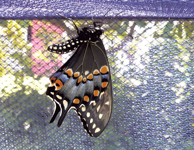 An eastern black swallowtail butterfly letting its wings harden - ELIZABETH M. SEYLER