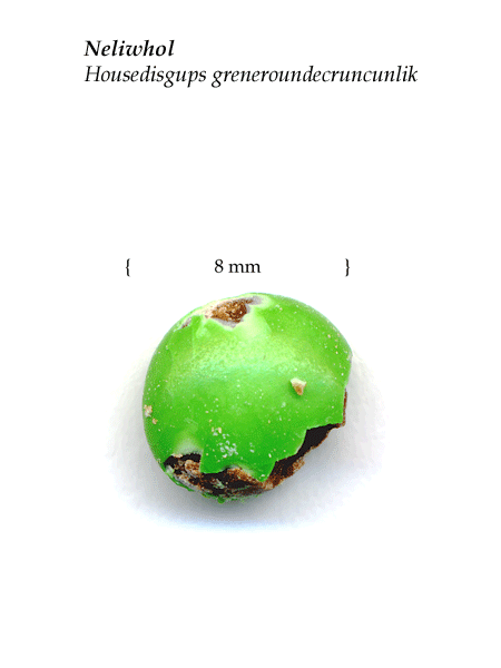 Special Collections: Brian Collier's Teeny Tiny Things